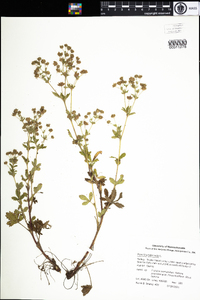 Potentilla intermedia image