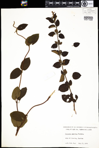 Lonicera japonica image