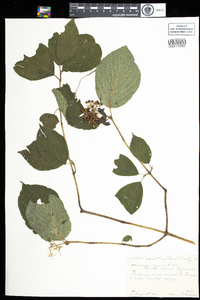 Cornus rugosa image