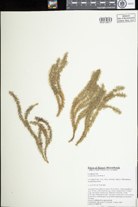 Lycopodium annotinum image