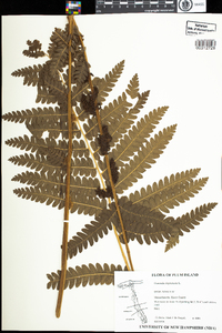 Osmunda claytoniana image