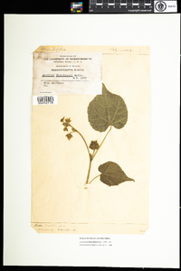 Abutilon theophrasti image