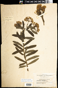 Asclepias tuberosa image