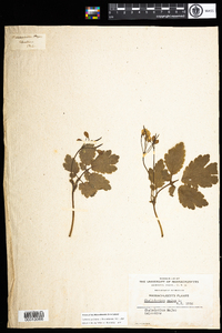 Chelidonium majus image