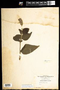 Image of Salvia hispanica