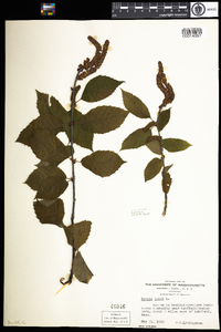 Betula lenta image