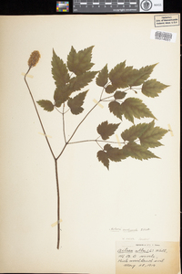 Actaea pachypoda image