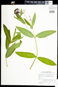 Asclepias incarnata image