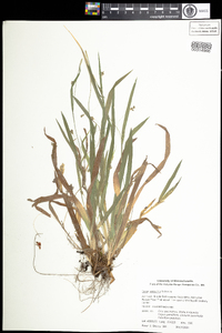 Carex laxiculmis image