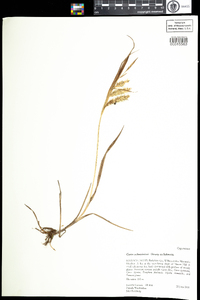 Carex schweinitzii image