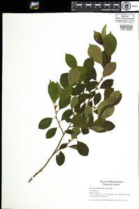 Ilex verticillata image