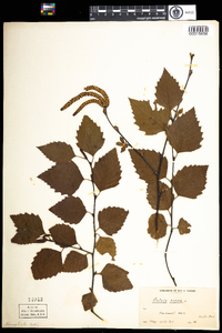 Betula nigra image