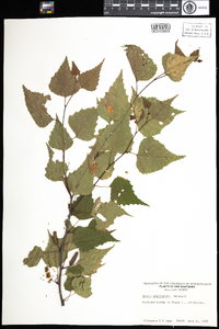 Betula populifolia image