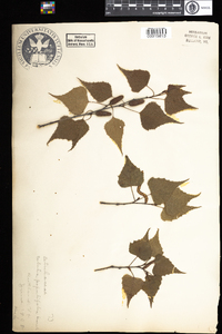 Betula populifolia image