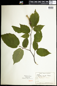 Corylus cornuta image