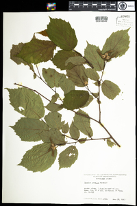 Corylus cornuta image