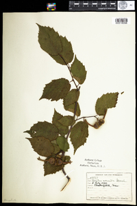 Corylus cornuta image