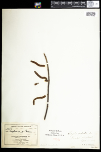 Corylus cornuta image