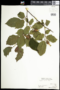 Corylus cornuta image