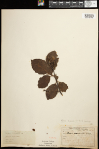 Alnus incana ssp. rugosa image