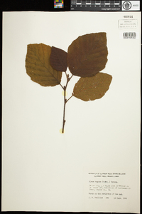 Alnus incana ssp. rugosa image