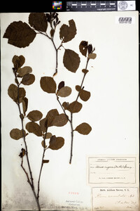 Alnus incana ssp. rugosa image