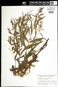 Epilobium ciliatum image