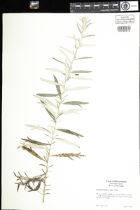 Artemisia vulgaris image