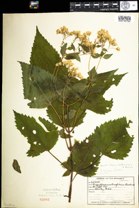 Ageratina altissima var. altissima image