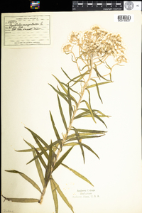 Anaphalis margaritacea image