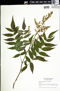 Sorbaria sorbifolia image