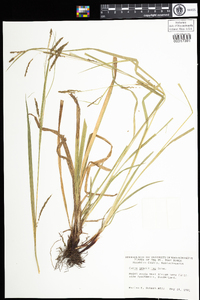 Carex gracillima image