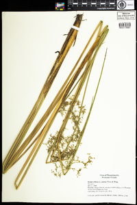 Juncus effusus image