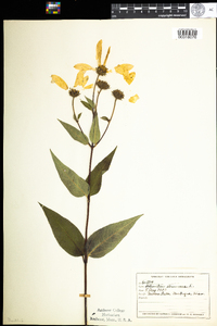 Helianthus strumosus image