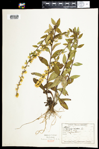 Solidago bicolor image