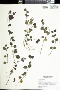 Mitchella repens image