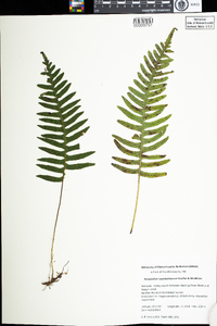 Polypodium appalachianum image