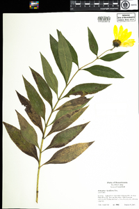 Image of Helianthus ×laetiflorus