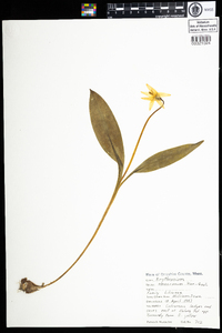 Erythronium americanum image