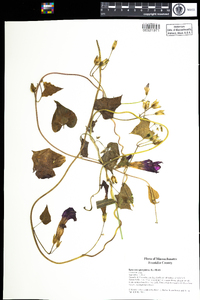 Ipomoea purpurea image