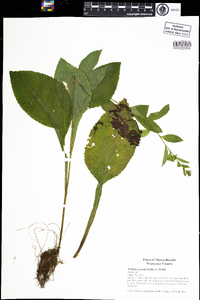 Solidago patula image