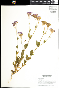 Silene armeria image