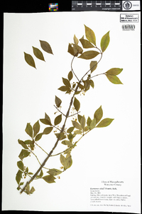 Euonymus alatus image