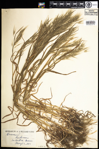 Bromus tectorum image