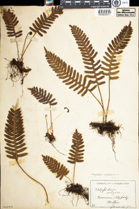 Polypodium virginianum image