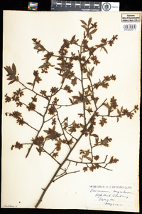 Vaccinium corymbosum image