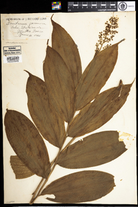 Maianthemum racemosum image