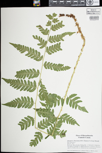 Dryopteris clintoniana image