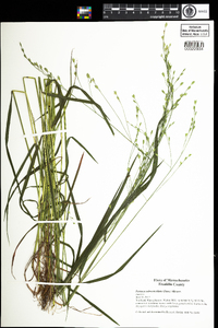 Festuca subverticillata image