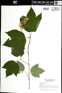 Viburnum acerifolium image